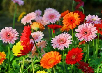 Ý nghĩa của hoa trong phong thủy