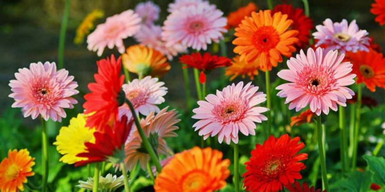 Ý nghĩa của hoa trong phong thủy