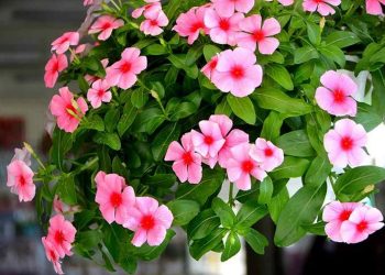 Hoa dừa cạn đã được sử dụng trong nhiều mục đích khác nhau