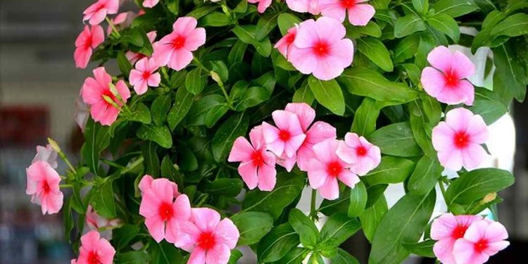 Hoa dừa cạn đã được sử dụng trong nhiều mục đích khác nhau