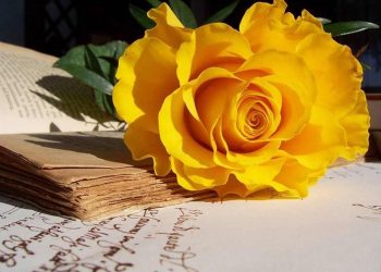 Ý nghĩa hoa hồng vàng trong phong thủy