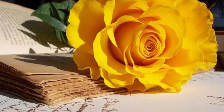 Ý nghĩa hoa hồng vàng trong phong thủy