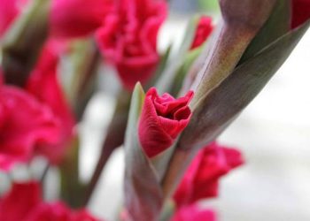 Loài hoa biểu tượng của sự tôn vinh, sự giàu có và sức mạnh