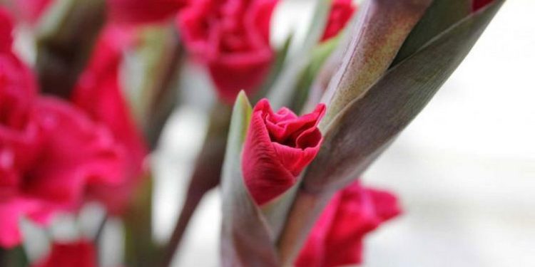 Loài hoa biểu tượng của sự tôn vinh, sự giàu có và sức mạnh