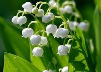 Ý nghĩa hoa linh lan trong đám cưới