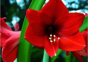 Ý nghĩa hoa loa kèn theo màu sắc