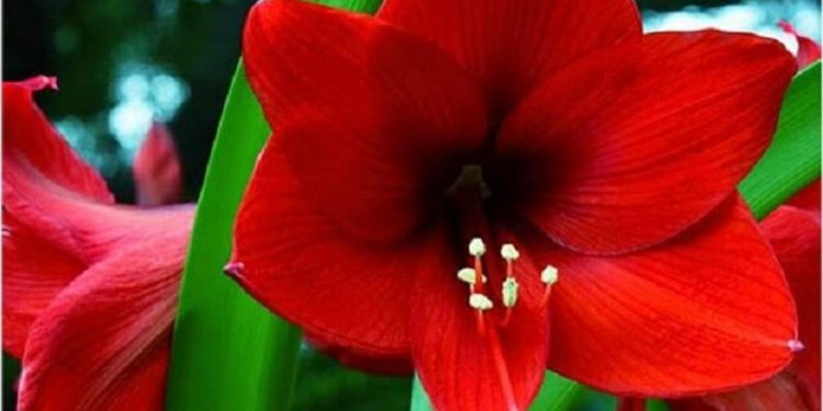 Ý nghĩa hoa loa kèn theo màu sắc