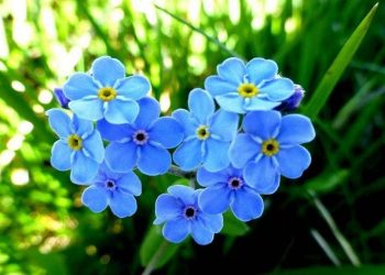 Hoa Lưu Ly được trồng ở nhiều vùng miền trên toàn quốc