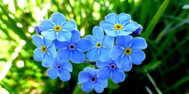 Hoa Lưu Ly được trồng ở nhiều vùng miền trên toàn quốc