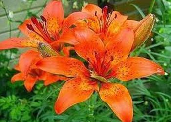 Hoa ly là một loại hoa được ưa chuộng vì tính đẹp, tính lãng mạn