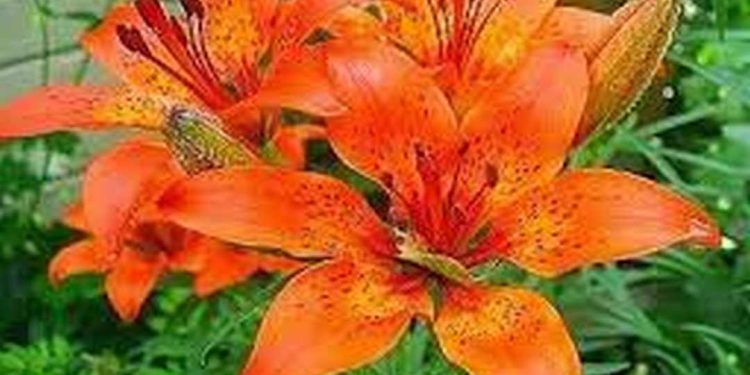 Hoa ly là một loại hoa được ưa chuộng vì tính đẹp, tính lãng mạn