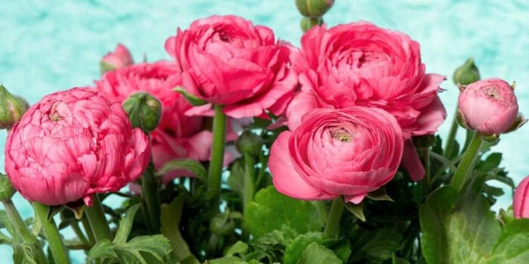 Truyền thuyết về hoa mao lương