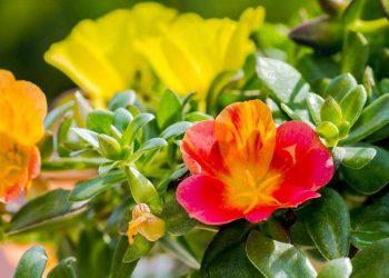 Ý nghĩa hoa mười giờ trong văn hóa người Việt