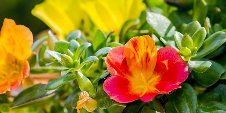 Ý nghĩa hoa mười giờ trong văn hóa người Việt