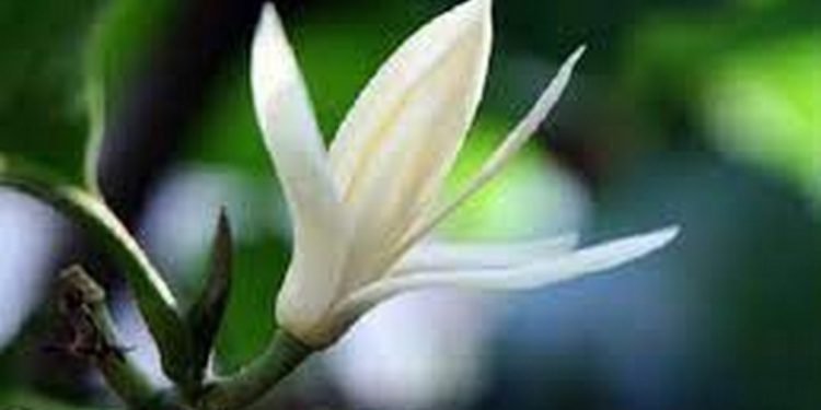 Nguồn gốc và lịch sử của hoa ngọc lan