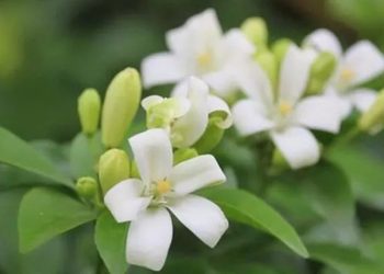 Ý nghĩa hoa nguyệt quế