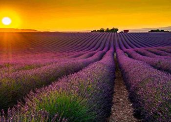 Cánh đồng hoa oải hương