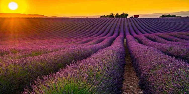 Cánh đồng hoa oải hương