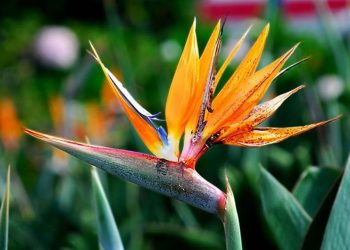 Hoa thiên điểu là một loại hoa được ưa chuộng trong phong thủy