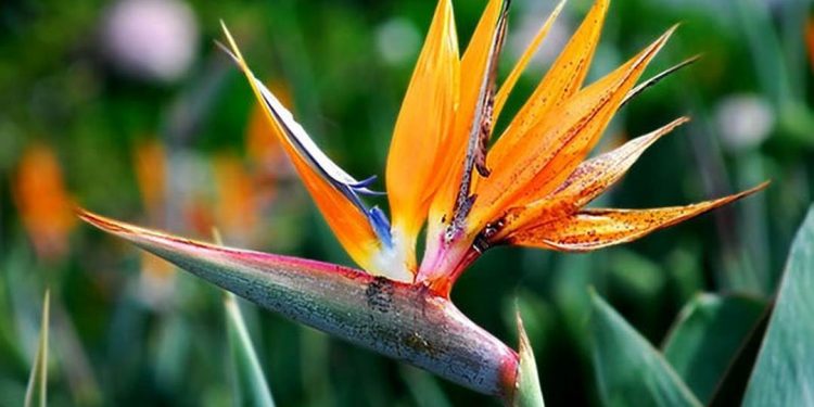 Hoa thiên điểu là một loại hoa được ưa chuộng trong phong thủy