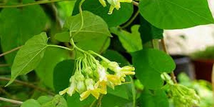 Ý nghĩa của hoa thiên lý trong nền ẩm thực