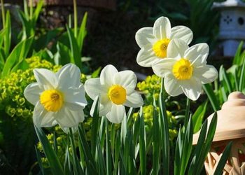 Hoa thủy tiên cũng có thể được sử dụng để tạo ra một không gian trang trí yên tĩnh và thư giãn