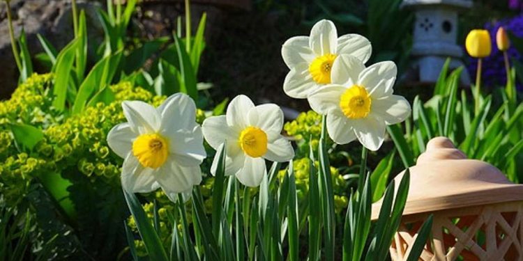 Hoa thủy tiên cũng có thể được sử dụng để tạo ra một không gian trang trí yên tĩnh và thư giãn