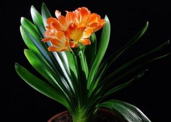 Giới thiệu về hoa lan quân tử