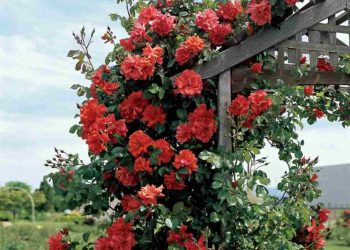 Hoa hồng leo có tác dụng làm đẹp