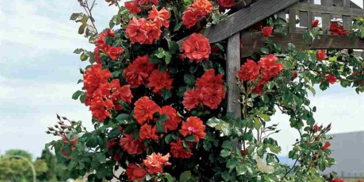 Hoa hồng leo có tác dụng làm đẹp