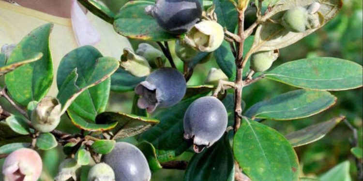 quả sim và tác dụng điều trị bệnh