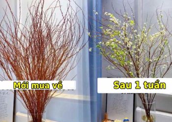 Thành quả sau một tuần chăm hoa