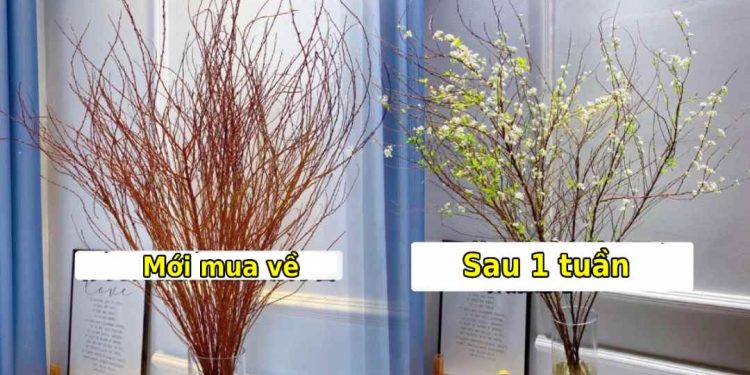 Thành quả sau một tuần chăm hoa