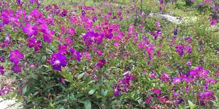 Cách trồng và chăm sóc hoa sim