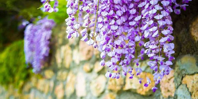 Kỹ thuật trồng cây hoa Tử Đằng