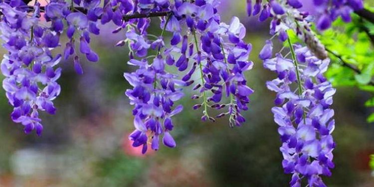 Cây hoa tử đằng có độc không