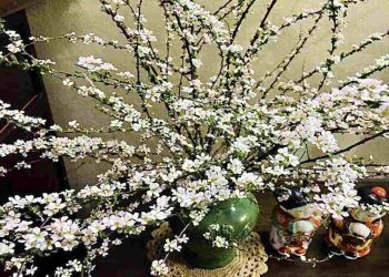 Tác dụng ý nghĩa của hoa tuyết mai