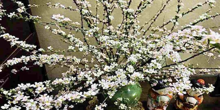 Tác dụng ý nghĩa của hoa tuyết mai