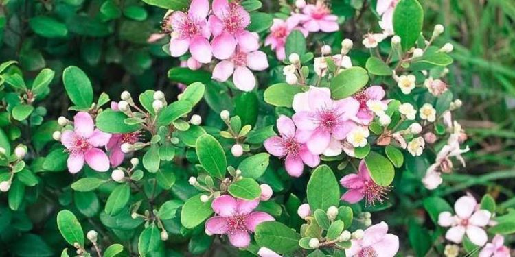 Các ứng dụng của cây Hoa sim