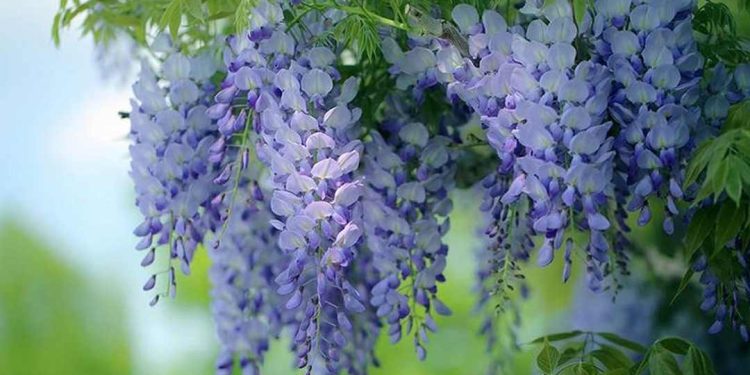 đặc điểm chung của Hoa Tử Đằng