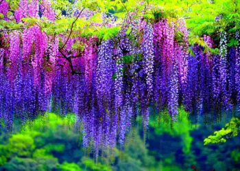 Ý Nghĩa Của Hoa Tử Đằng