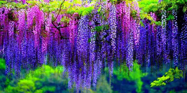 Ý Nghĩa Của Hoa Tử Đằng