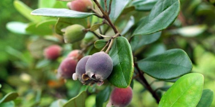 Quả sim rừng là quả gì?