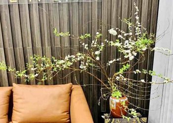 Phân loại của hoa tuyết mai