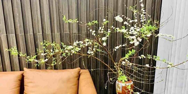 Phân loại của hoa tuyết mai