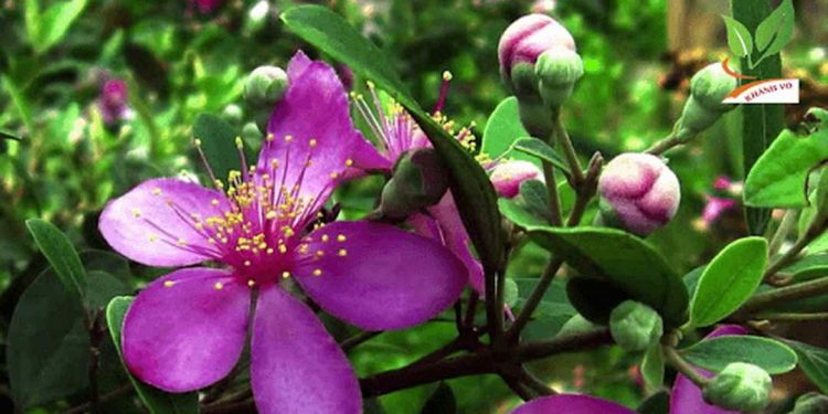 Hoa sim tím được xem như một biểu tượng của lòng chung thủy